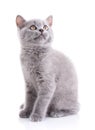 Scottish straight kitten. Isolated on a white background. Purebred kitten at the photo studio Royalty Free Stock Photo