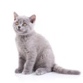 Scottish straight kitten. Isolated on a white background. A cat with furry mustache Royalty Free Stock Photo