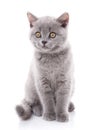 Scottish straight kitten. Gray kitten is isolated on a white background Royalty Free Stock Photo