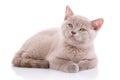 Scottish straight kitten. Kitten with great interest looks upwards. isolated on a white background Royalty Free Stock Photo