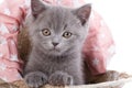 Scottish straight kitten. Isolated on a white background. Funny, furry kitten look closely Royalty Free Stock Photo