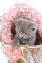 Scottish straight kitten. Isolated on a white background. Funny gray kitten Royalty Free Stock Photo