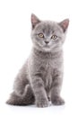 Scottish straight kitten. Isolated on a white background. Funny gray kitten Royalty Free Stock Photo