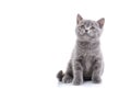 Scottish straight kitten. Isolated on a white background. Funny gray kitten Royalty Free Stock Photo