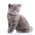 Scottish straight kitten. Isolated on a white background. Gray kitten on photo studio Royalty Free Stock Photo