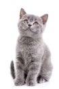 Scottish straight kitten. Isolated on a white background. Gray kitten on photo studio Royalty Free Stock Photo