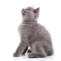 Scottish straight kitten. Isolated on a white background. Purebred kitten at the photo studio Royalty Free Stock Photo