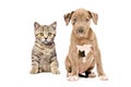 Scottish Straight kitten and pitbull puppy Royalty Free Stock Photo