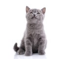 Scottish straight kitten. A playful, fluffy cat looks up. isolated on a white background Royalty Free Stock Photo