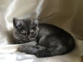 Scottish Straight kitten of rare color - black smoke Royalty Free Stock Photo