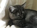 Scottish Straight kitten of rare color - black smoke Royalty Free Stock Photo