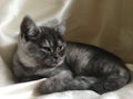 Scottish Straight kitten of rare color - black smoke Royalty Free Stock Photo