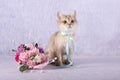 Scottish straight kitten sitting next to a bouquet of flowers Royalty Free Stock Photo