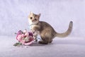 Scottish straight kitten sitting next to a bouquet of flowers Royalty Free Stock Photo