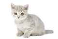 Scottish Straight kitten on white Royalty Free Stock Photo