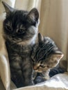 Scottish straight kittens. Black smoke and black tabby on a gold Royalty Free Stock Photo