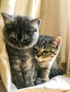 Scottish straight kittens. Black smoke and black tabby on a gold Royalty Free Stock Photo
