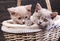 Scottish straight kittens. Cats with decorations. On a black background Royalty Free Stock Photo