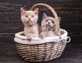 Scottish straight kittens. Cats with decorations. Miles are fluffy kittens Royalty Free Stock Photo