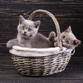 Scottish straight kittens. Cats with decorations. Miles are fluffy kittens Royalty Free Stock Photo