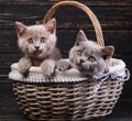 Scottish straight kittens. Cats with decorations. Miles are fluffy kittens Royalty Free Stock Photo
