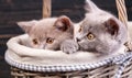 Scottish straight kittens. Funky kittens explore new territories Royalty Free Stock Photo