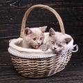 Scottish straight kittens. Professional photography purebred kittens Royalty Free Stock Photo