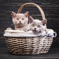 Scottish straight kittens. Professional photography purebred kittens Royalty Free Stock Photo