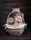 Scottish straight kittens. Professional photography purebred kittens