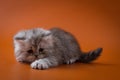 Scottish Straight long hair kitten lying on orange background