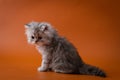 Scottish Straight long hair kitten sitting on orange background