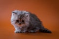 Scottish Straight long hair kitten sitting on orange background