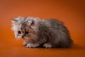 Scottish Straight long hair kitten sitting on orange background