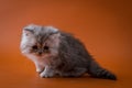 Scottish Straight long hair kitten sitting on orange background