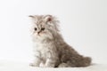 Scottish Straight long hair kitten sitting on white background