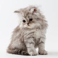 Scottish Straight long hair kitten sitting on white background