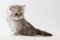 Scottish Straight long hair kitten sitting on white background