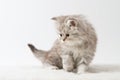 Scottish Straight long hair kitten sitting on white background