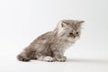 Scottish Straight long hair kitten sitting on white background