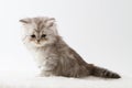 Scottish Straight long hair kitten sitting on white background