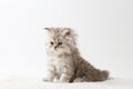 Scottish Straight long hair kitten sitting on white background