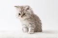 Scottish Straight long hair kitten sitting on white background