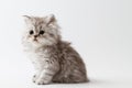 Scottish Straight long hair kitten sitting on white background