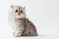 Scottish Straight long hair kitten sitting on white background