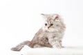 Scottish Straight long hair kitten sitting on white background