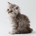 Scottish Straight long hair kitten sitting on white background
