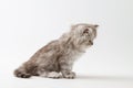 Scottish Straight long hair kitten sitting on white background