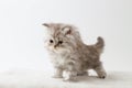 Scottish Straight long hair kitten staying four legs Royalty Free Stock Photo