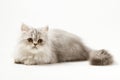 Scottish Straight longhair kitten lying on white background