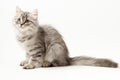 Scottish Straight longhair kitten sitting on white background